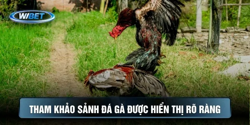 Tham khảo sảnh đá gà được hiển thị rõ ràng